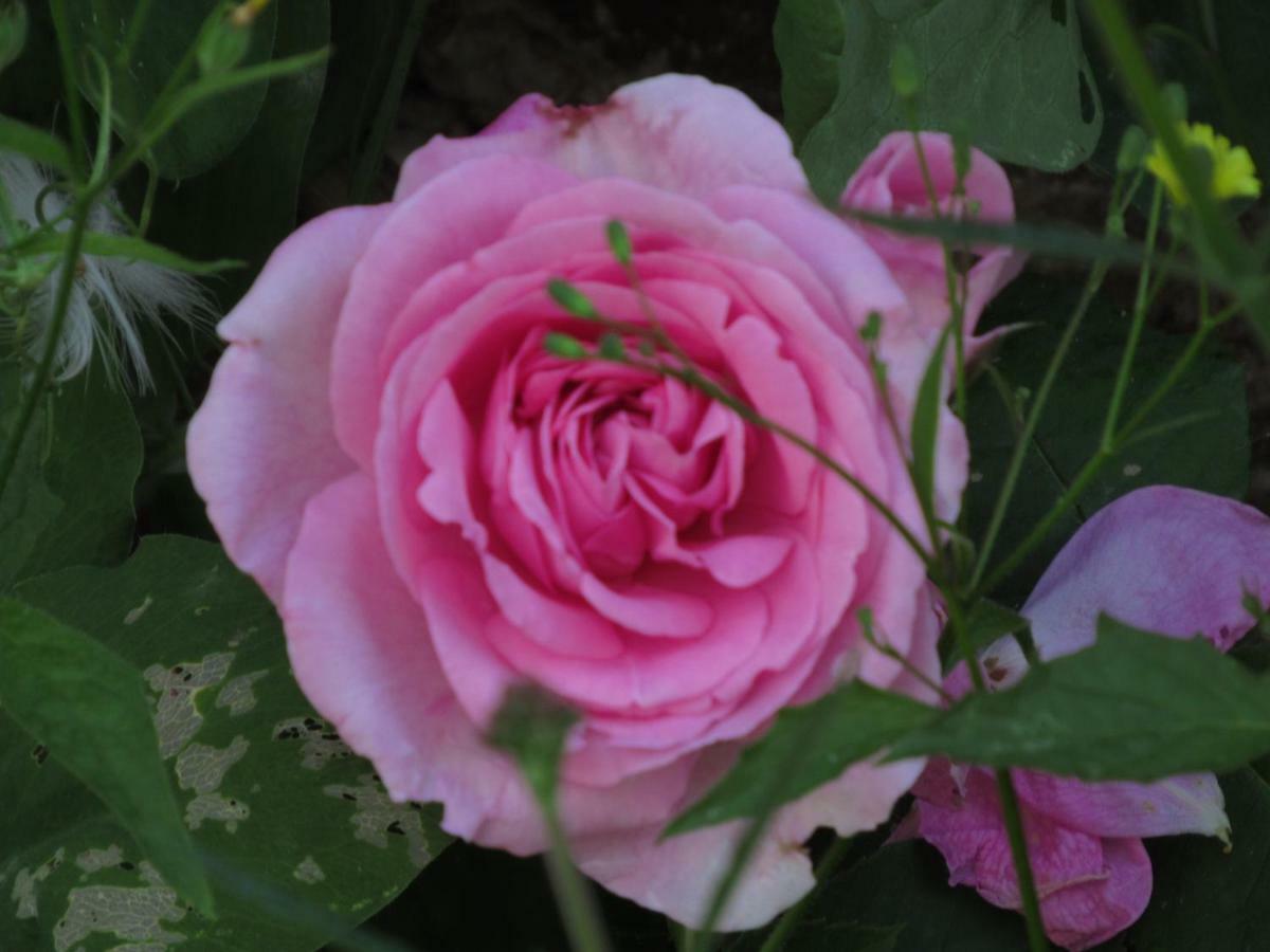 The Old Vicarage Hotel & Restaurant Bridgwater Esterno foto Rosa 'Mary Rose'