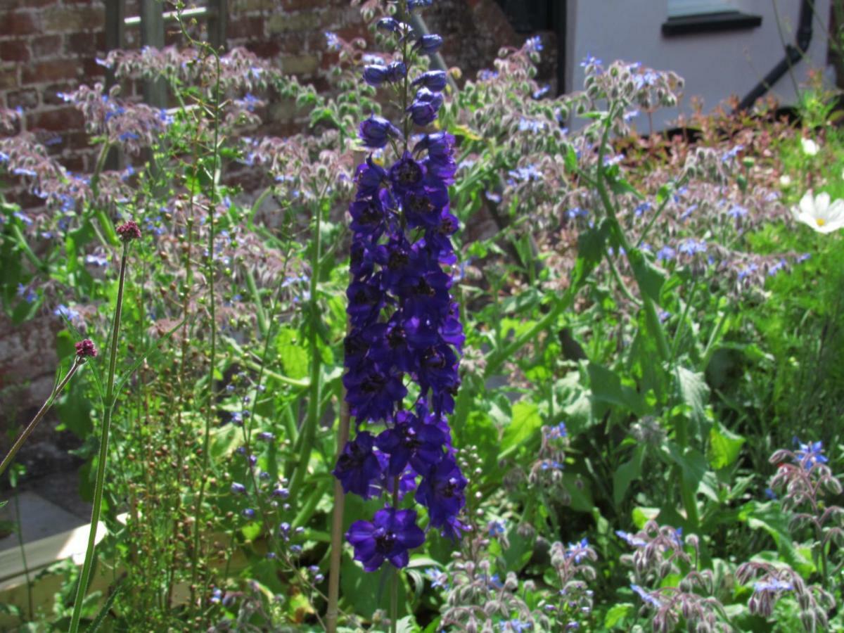 The Old Vicarage Hotel & Restaurant Bridgwater Esterno foto Delphinium 'Blue King'
